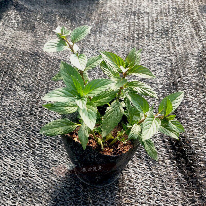 胡椒薄荷苗 香草苗  香草趣味盆栽 香草茶厨房料理 育苗钵苗