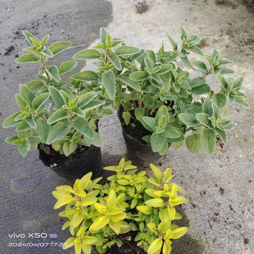 牛至盆栽苗食用香草植物香草料理