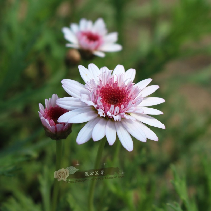 玛格丽特苗木春菊/蓬蒿菊法兰西菊四季开花盆栽花苗自产自销-封面