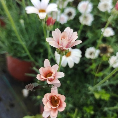 玛格丽特摩洛哥雏菊草本阳台庭院