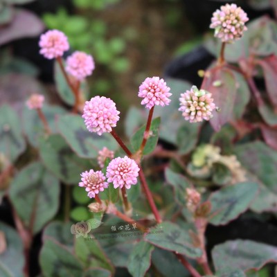 头花蓼多年生植物四季匍匐生长