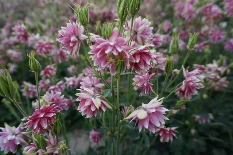 小花漏斗菜盆栽庭院阳台植物耐寒