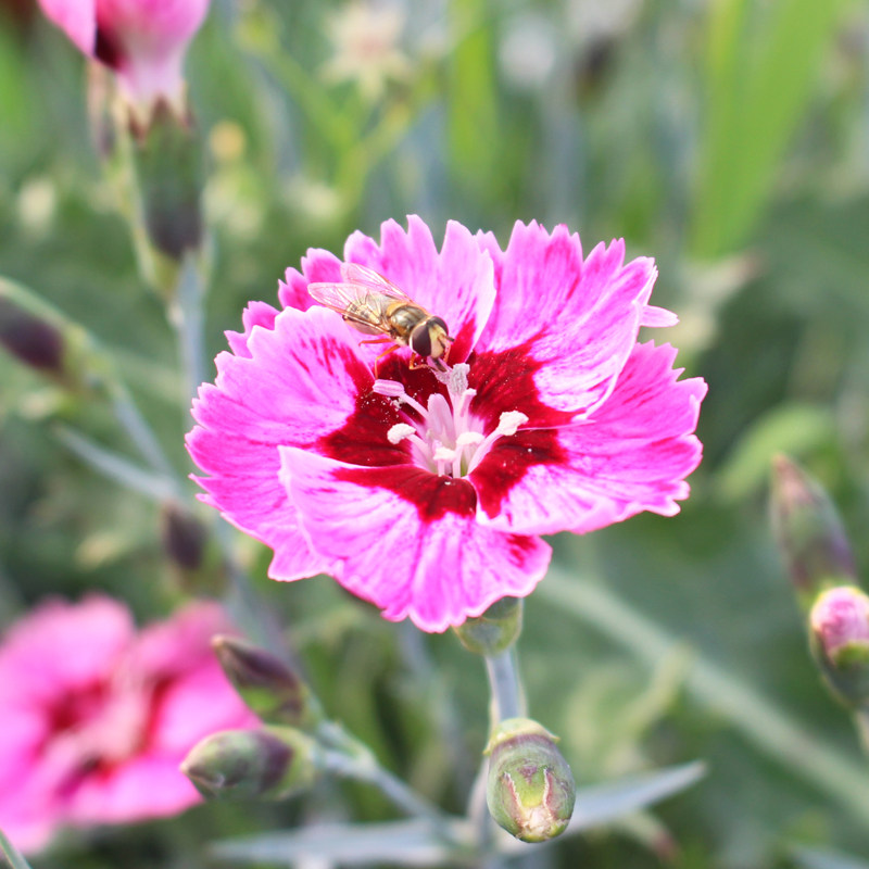 新品彩虹石竹耐寒耐热植物