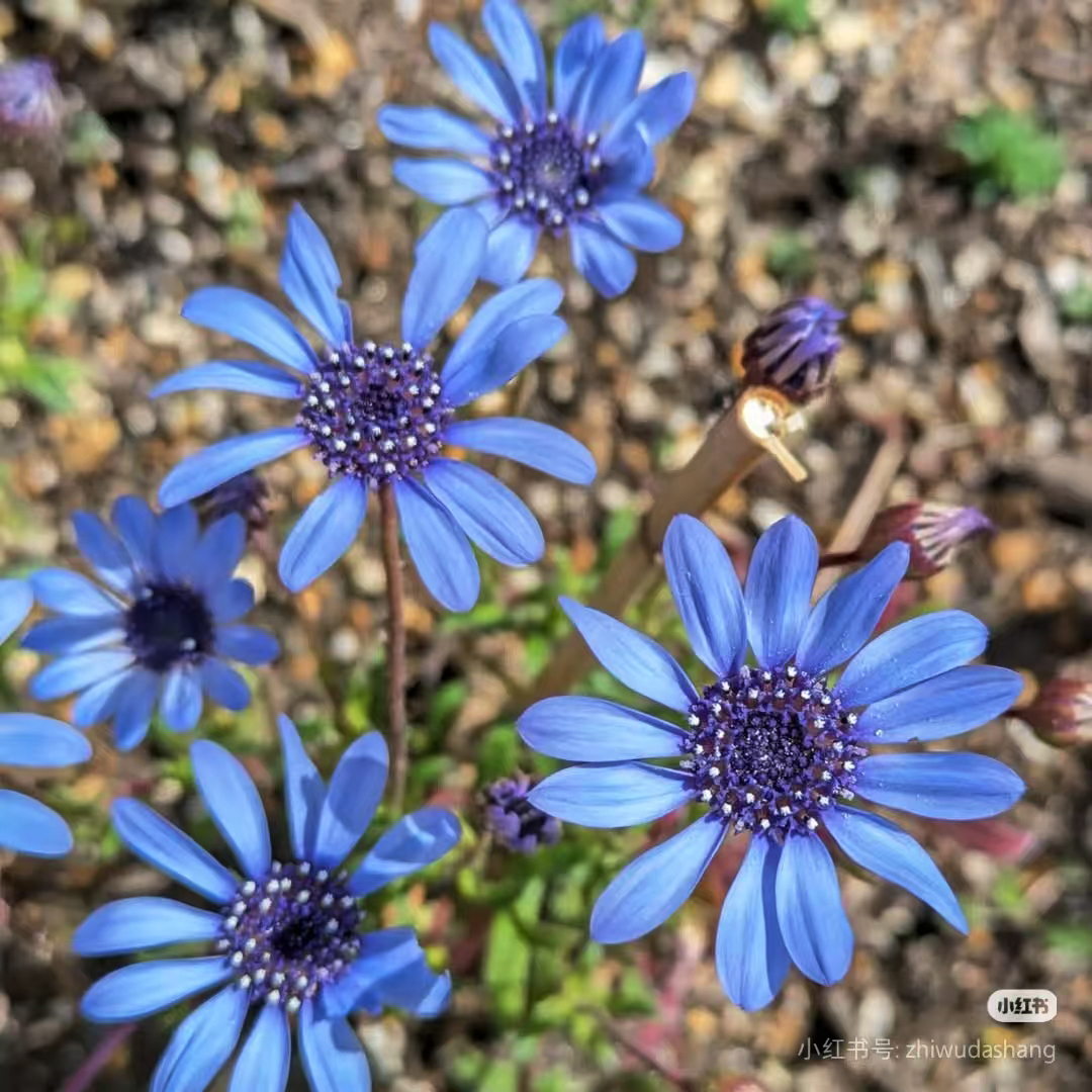 费利菊盆栽苗 蓝调 翠鸟雏菊 阳台庭院植物 丰花花卉 小清新