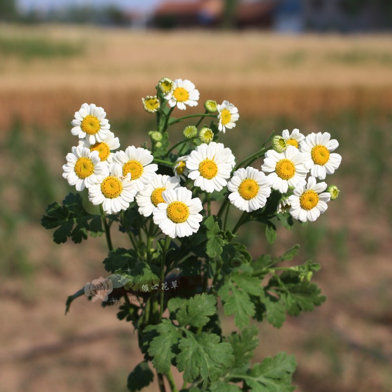 短舌匹菊盆栽苗 切花洋甘菊 卡洛斯小雏菊紧凑阳台办公室盆栽花卉 鲜花速递/花卉仿真/绿植园艺 时令草本花卉 原图主图