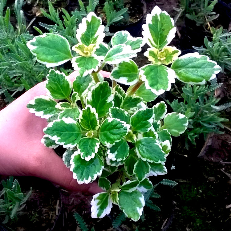 斑叶香妃草 香草花卉盆栽苗 香草苗 可爱趣味盆栽苗 庭院办公桌面