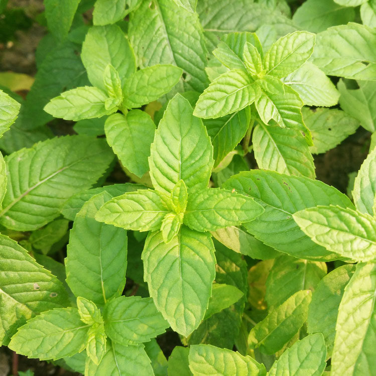 花露/古龙水薄荷 厨房食用盆栽 薄荷花卉小盆栽 驱蚊香草植物