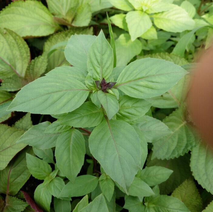 丁香罗勒苗 肉桂罗勒香草植物盆栽 叶子气味浓香 香料 自产自销