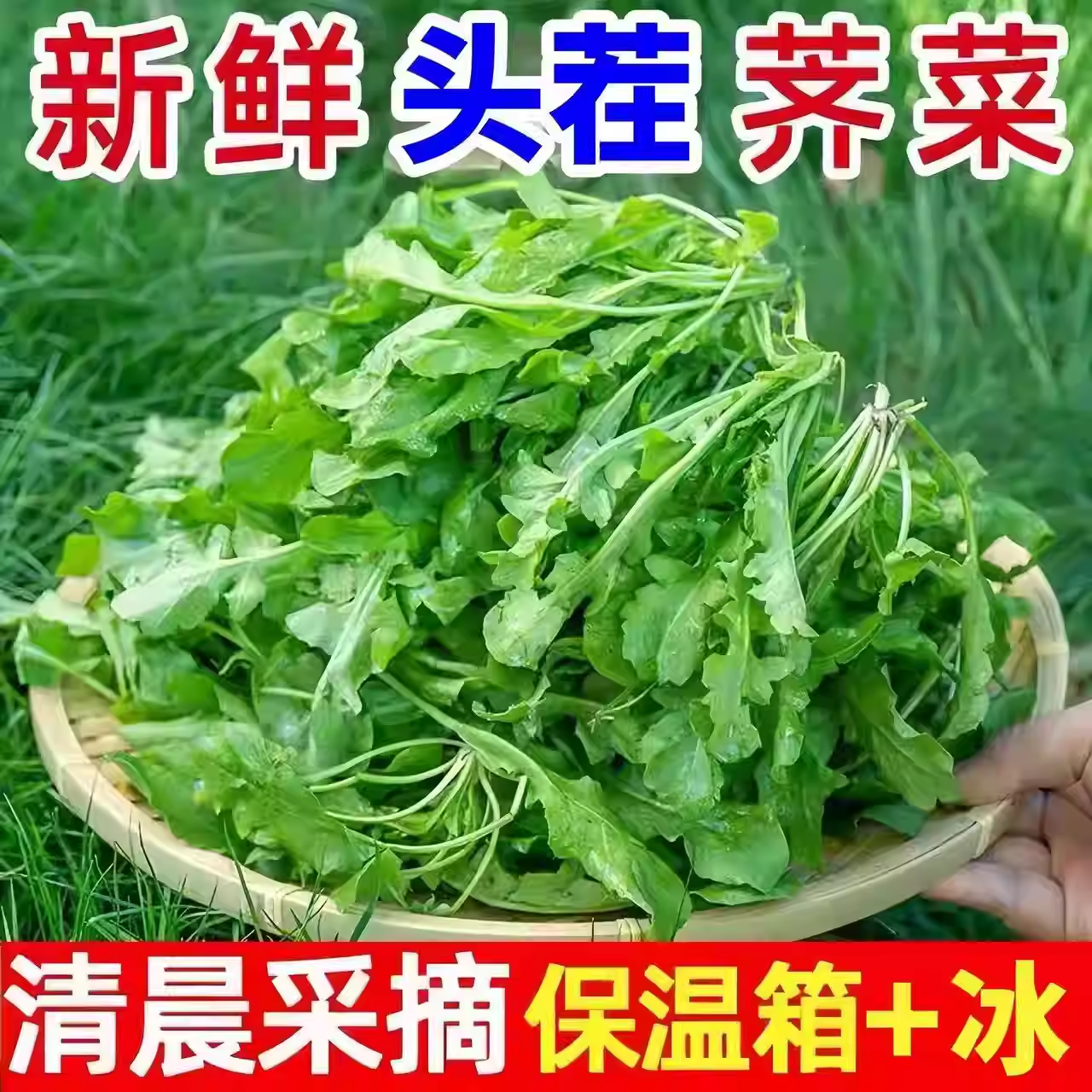 陕西秦岭野生荠菜新鲜野菜4斤荠荠菜农家地菜非冷冻饺子馅包邮