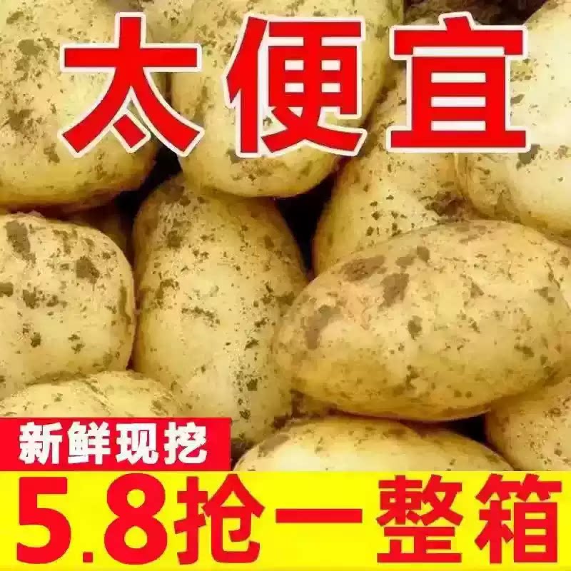 2026土豆新鲜现挖黄皮黄心土豆马铃薯直达优质香甜洋芋优选9斤