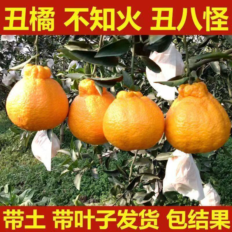 【产地直发】高山丑橘不知火当季新鲜水果桔子超甜薄皮桔子一整箱
