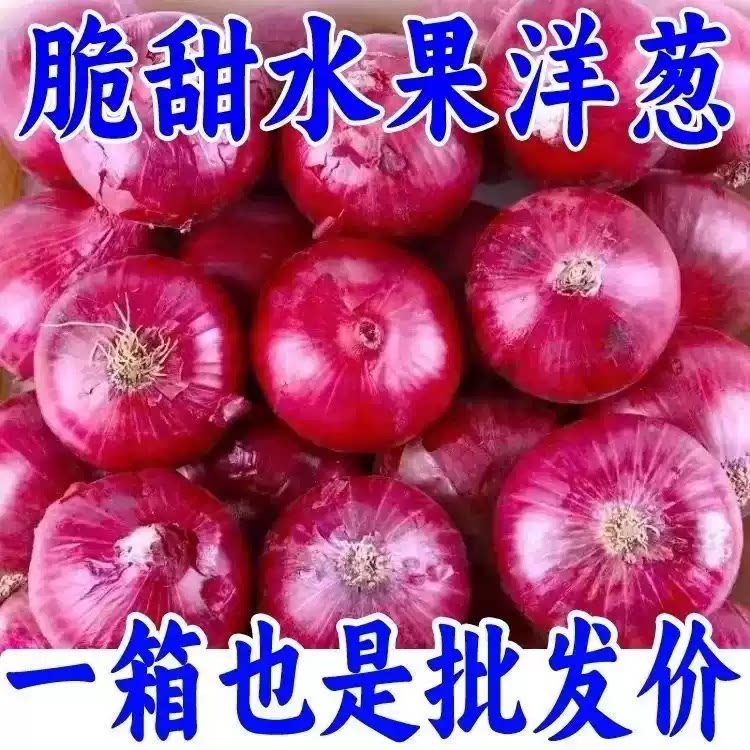 新鲜现挖紫皮水果洋葱圆葱头红皮洋葱农家自种蔬菜生吃甜圆葱