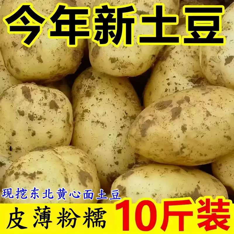 新鲜土豆东北黄心大土豆农家自种小土豆现挖马铃薯洋芋面土豆带箱