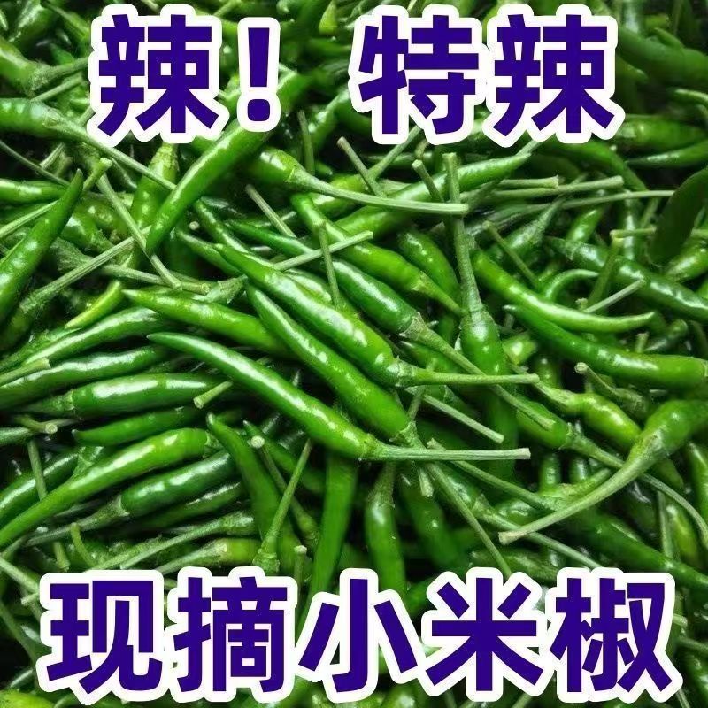 特辣青皮小米椒新鲜现摘超辣朝天椒薄皮指天椒剁椒小尖椒非干辣椒