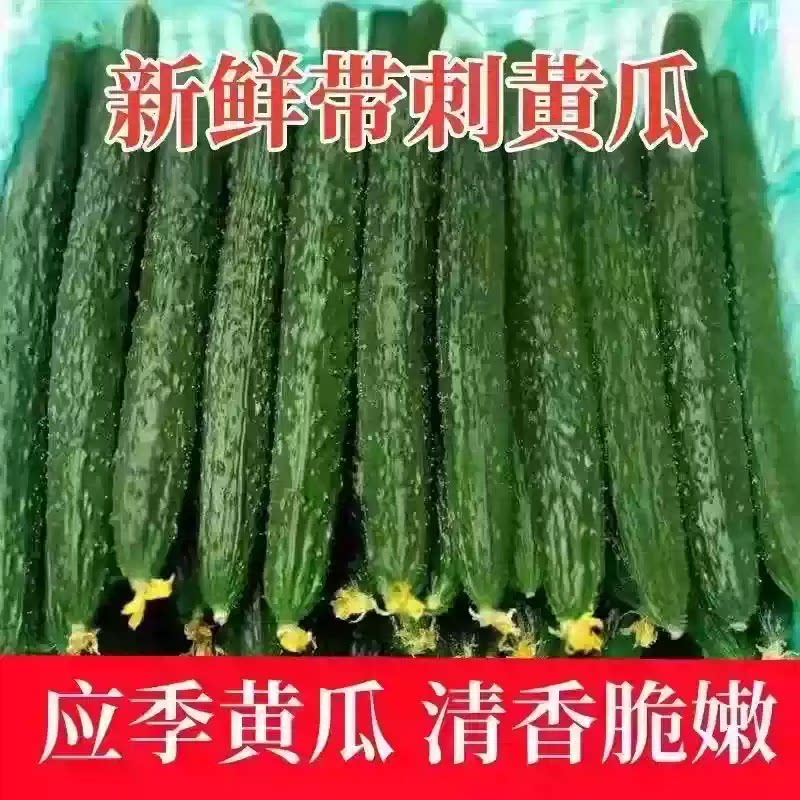 山东当季现摘新鲜黄瓜农家自种蔬菜小青瓜带刺长5斤特价包邮生鲜
