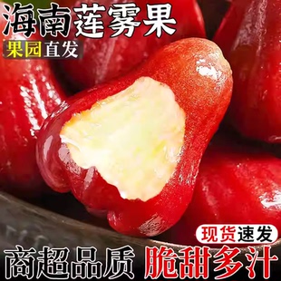 海南莲雾5斤新鲜水果热带黑金刚莲雾果孕妇水果补水仙女果1斤 3斤