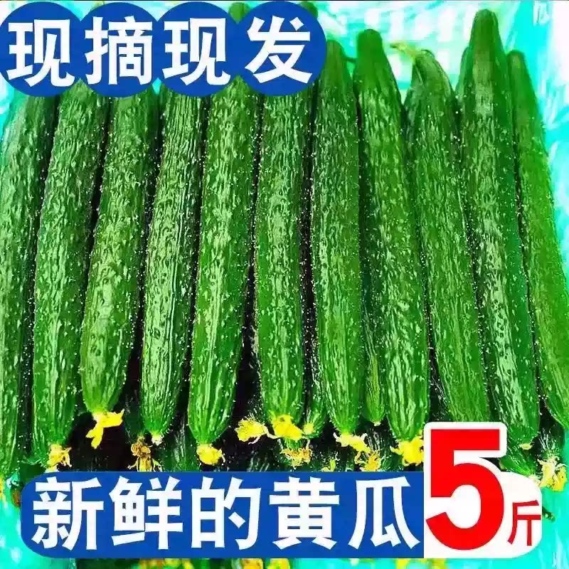 山东当季现摘新鲜黄瓜农家自种蔬菜小青瓜带刺长5斤特价包邮生