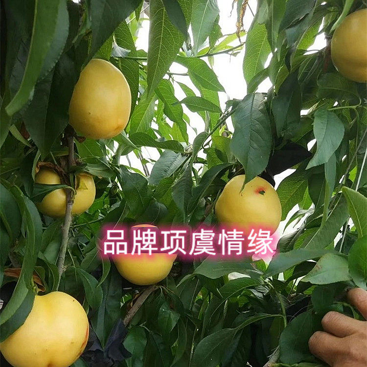 6月桃子早熟中油金铭油桃苗8-44黄肉油桃树苗南方北方种当年结果