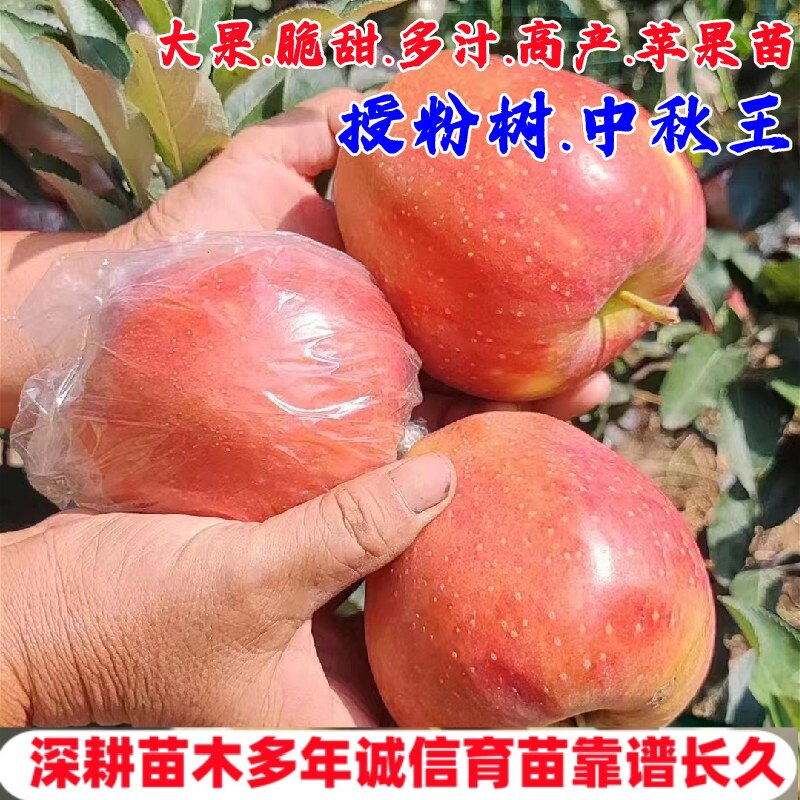 嫁接中秋王苹果树苗特大脆甜苹果苗授粉树盆栽庭院地栽南北方种植