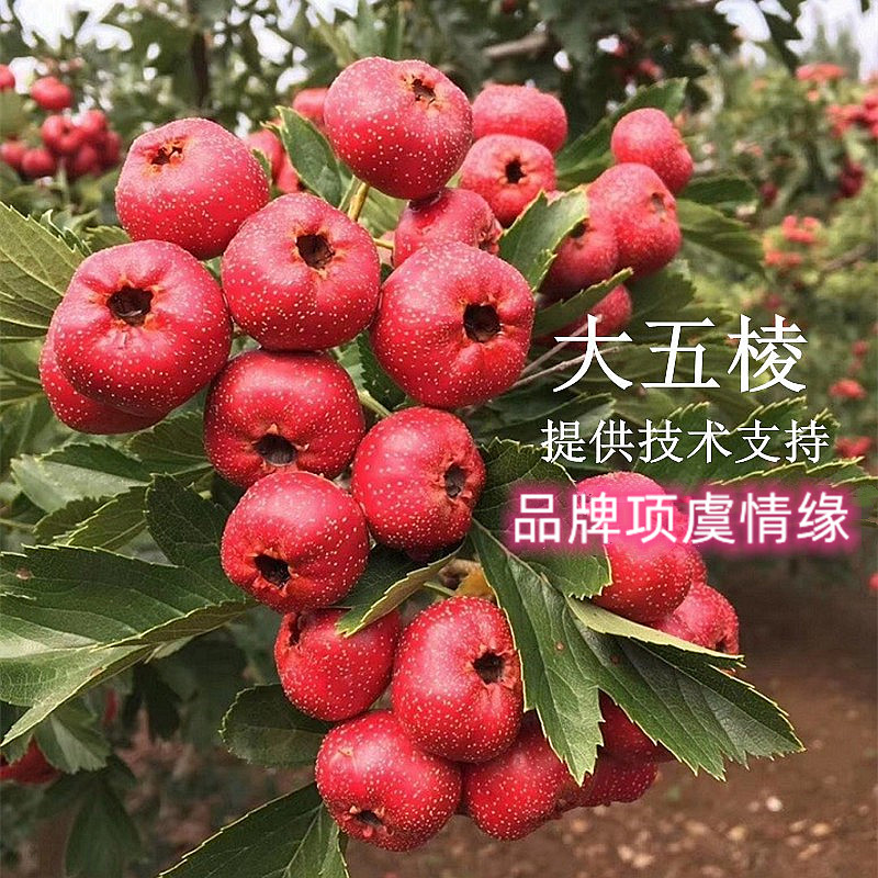 山楂树活苗大五棱甜山楂苗嫁接无籽山楂树苗果苗盆栽地栽当年结果