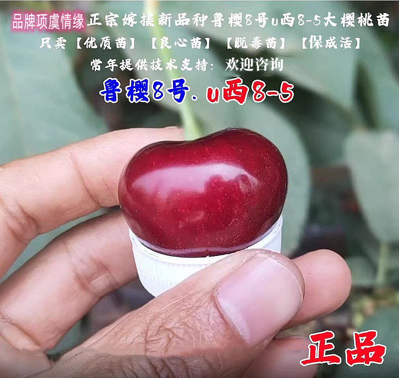 新品种鲁樱8号早熟大樱桃车厘子苗八号u西8-5樱桃树苗南北方种植