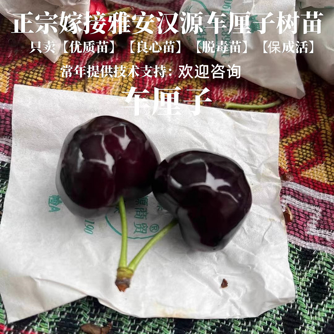 四川汉源车厘子苗北南方种植云南嫁接大樱桃树苗盆栽地栽当年结果