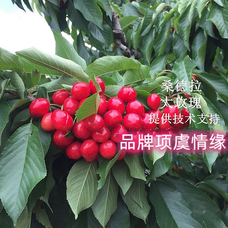 南方大樱桃车厘子苗桑德拉玫瑰樱桃树苗云南贵州四川种植盆栽地栽