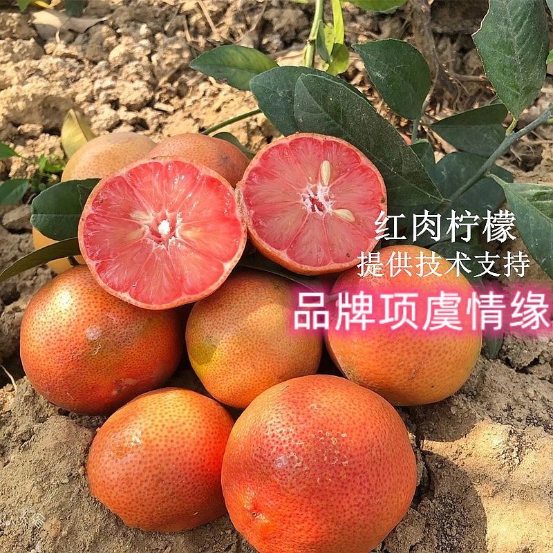 新品种红肉柠檬树苗红皮四季结果柠檬苗盆栽地栽阳台室内种植果苗
