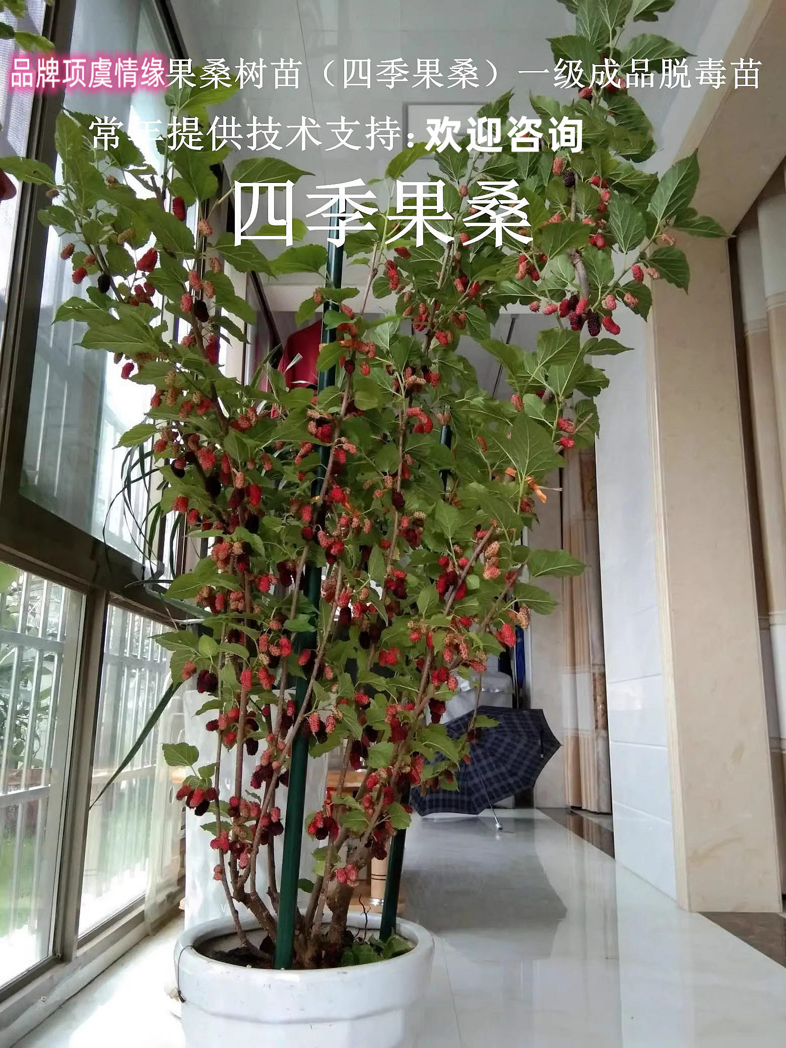 桑葚树苗台湾四季果桑苗甜桑树活苗南方北方种植盆栽地栽当年结果