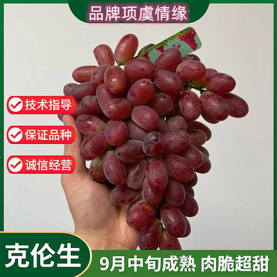 克伦生葡萄苗爬藤无籽红提葡萄树苗盆栽南方北方种植当年结果树苗