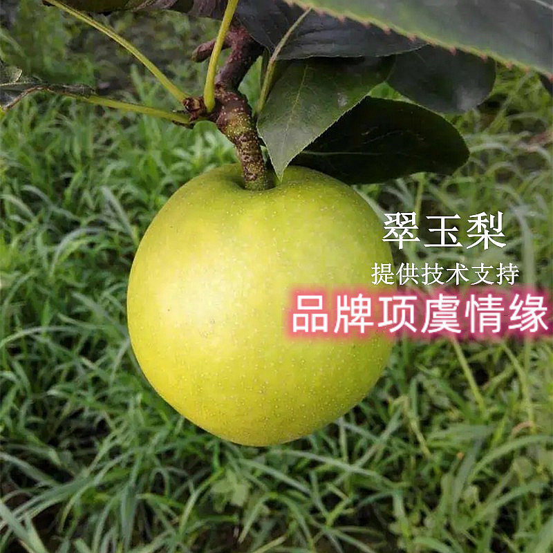 翠玉梨树苗翡翠梨苗518嫁接大脆甜早熟地栽南方北方种植果苗