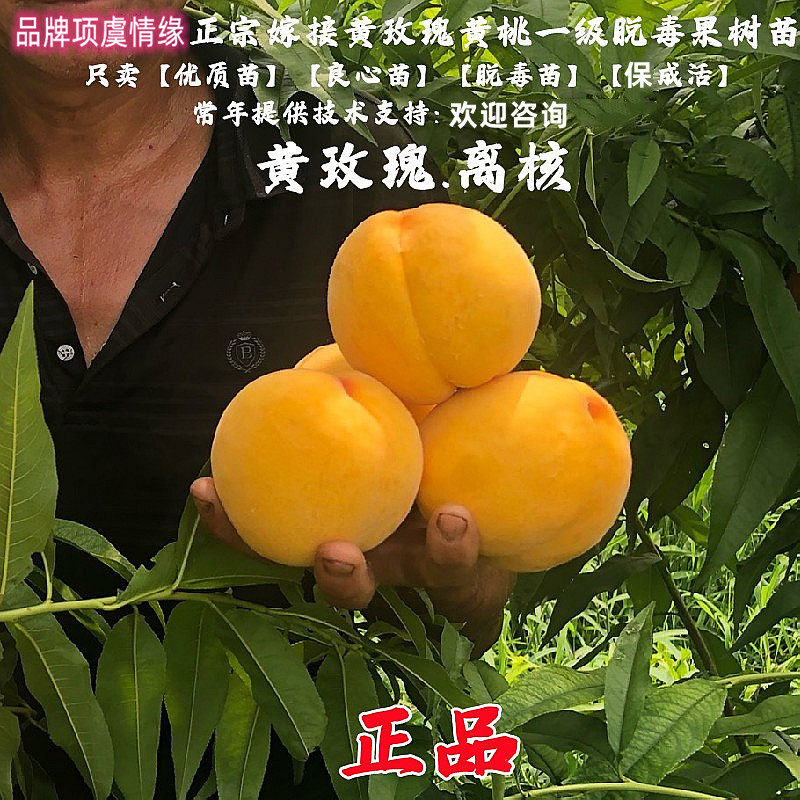 特大离核金凤黄桃树苗嫁接黄玫瑰甜黄桃苗南方北方种植大果桃子苗