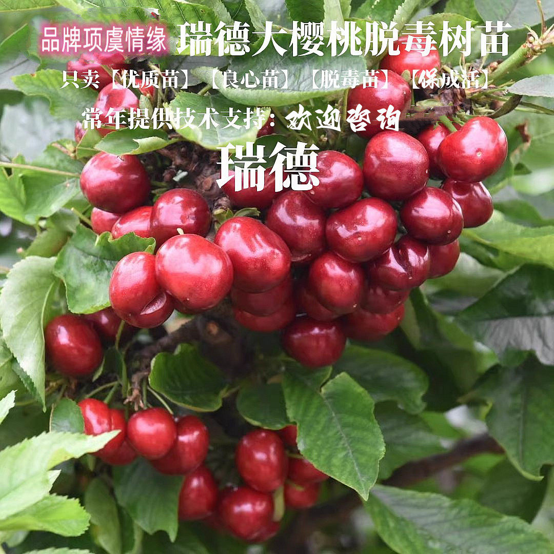 嫁接晚熟大樱桃车厘子苗太平洋瑞德樱桃树苗盆栽地栽南方北方种植