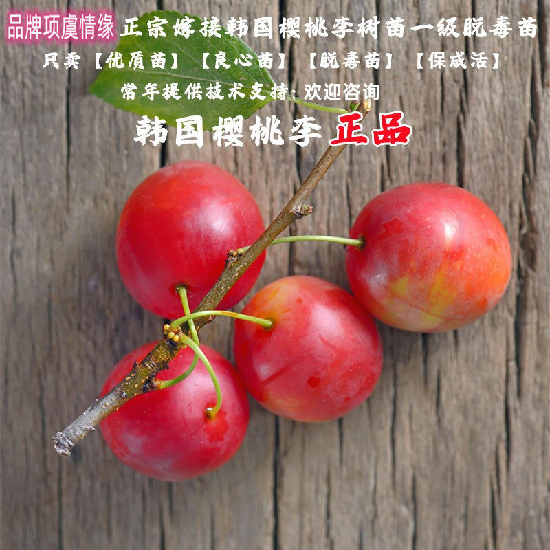 李树果苗树嫁接韩国樱桃李树苗甜李子苗盆栽地栽树苖南方北方种植