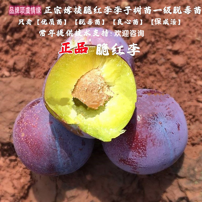 四川李树果苗离核脆红李树苗脱骨李子苗空心李翠红李南方北方种植