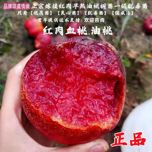 红肉早熟油桃树苗5月成熟血桃苗大果油桃苗南方北方种植当年结果