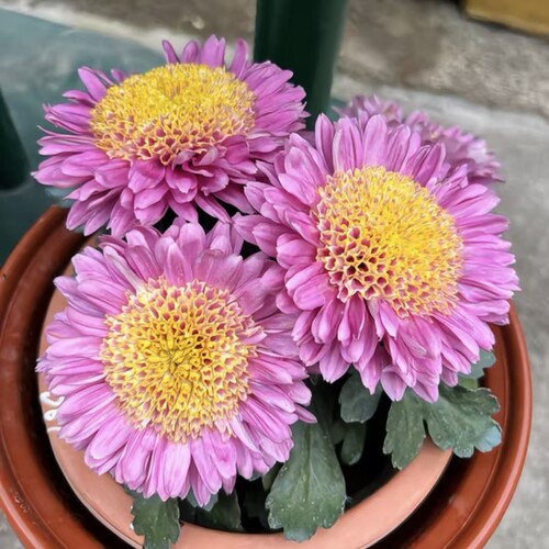 塞拉之光雏菊盆栽带花苞春秋开花阳台庭院花卉盆栽好养雏菊盆栽