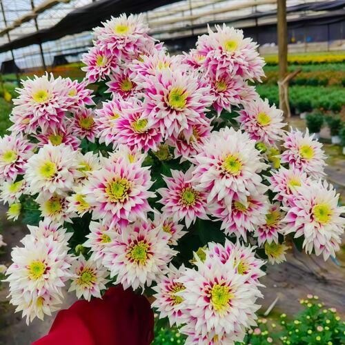 紫霞映月雏菊盆栽带花苞春秋开花阳台庭院花卉盆栽好养雏菊盆栽