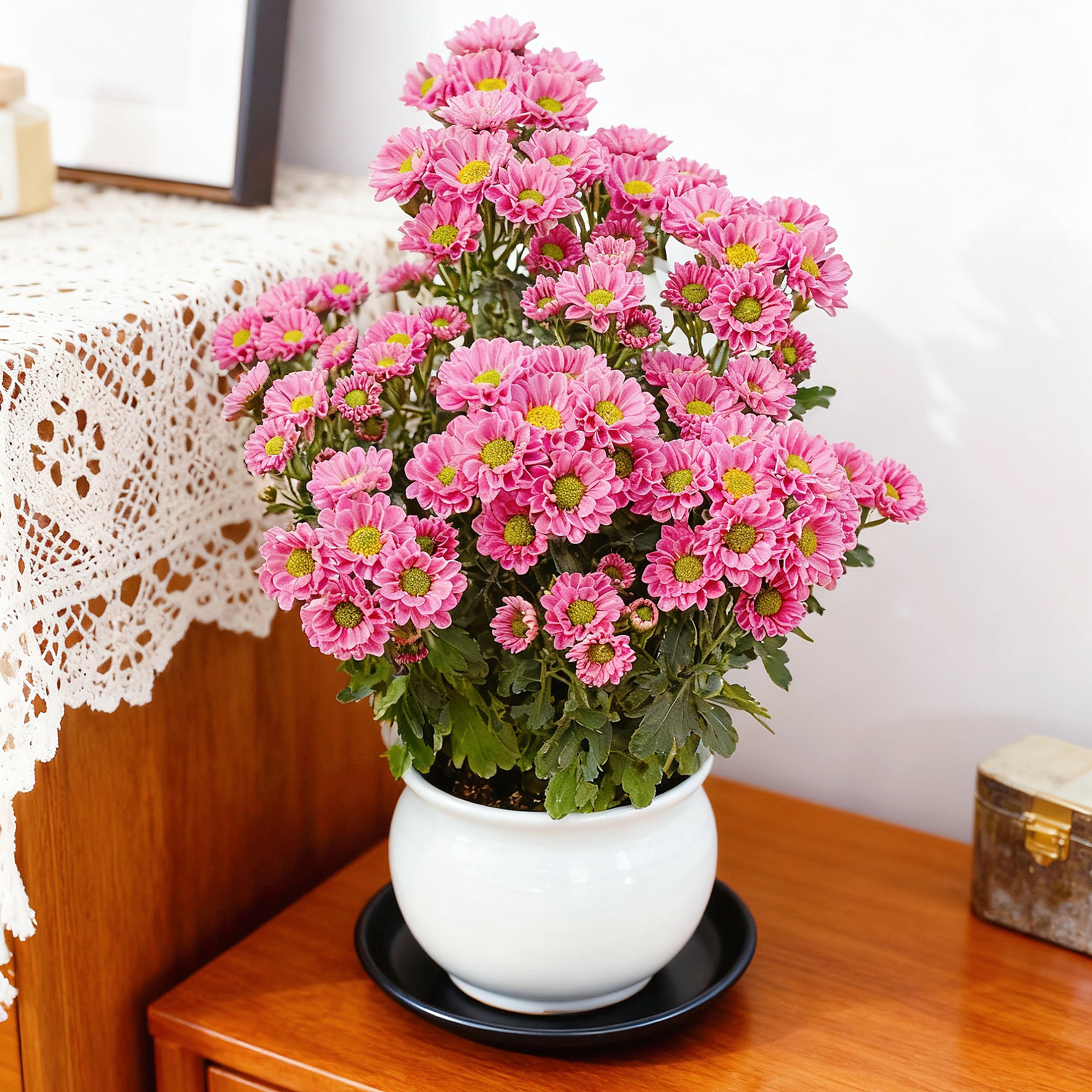 水蜜桃雏菊盆栽带花苞好养花卉室内阳台庭院耐热寒好养活易