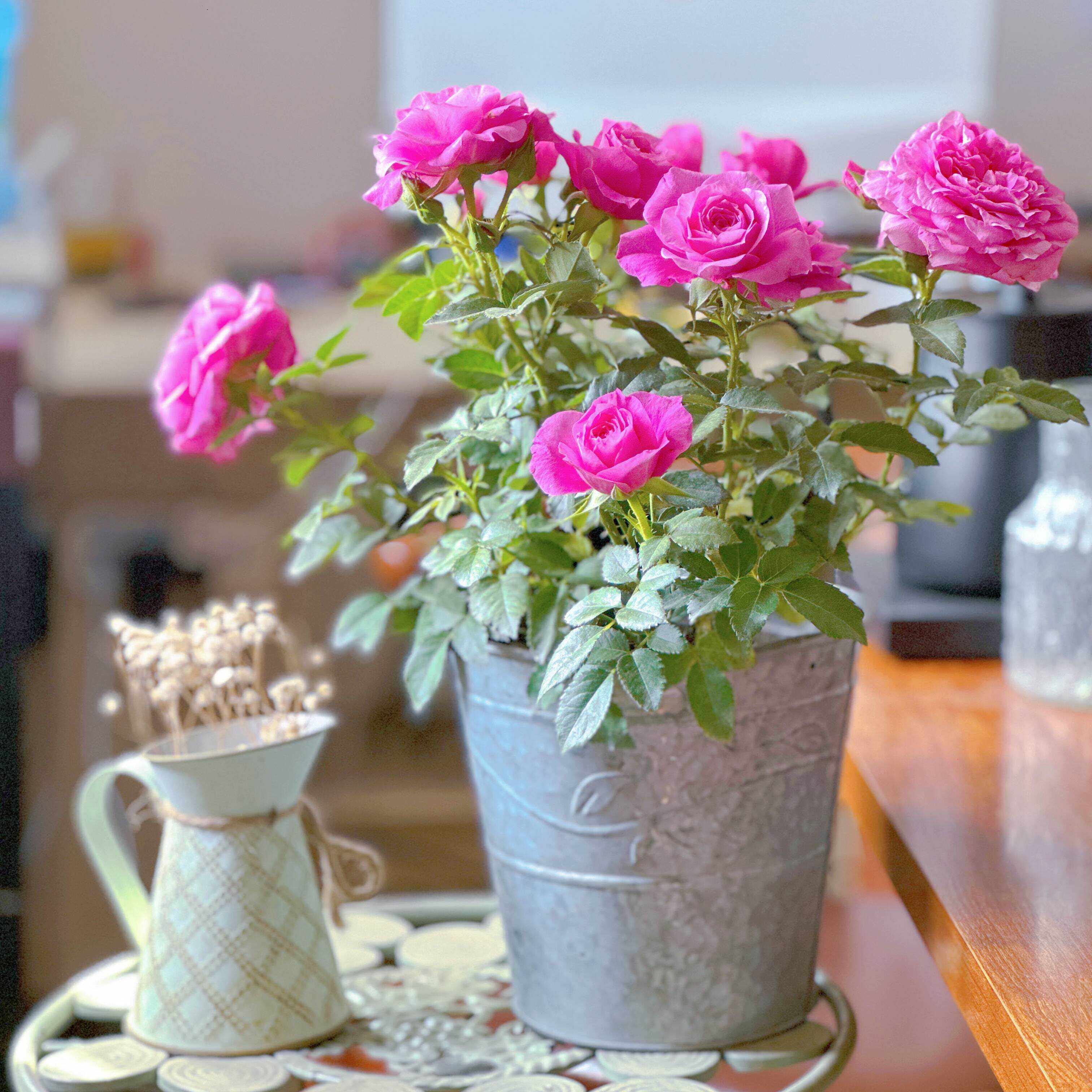 欧洲月季(新皇后)大花清香型盆栽月季家庭阳台庭院四季花卉植物