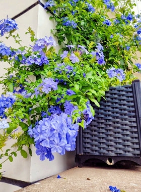 蓝雪花盆栽大苗宿根草花庭院阳台搭配室内外观赏花卉植物夏季可开