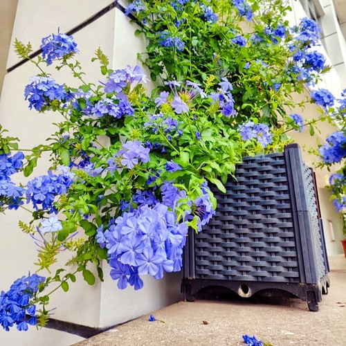 蓝雪花盆栽大苗宿根草花庭院阳台搭配室内外观赏花卉植物夏季可开