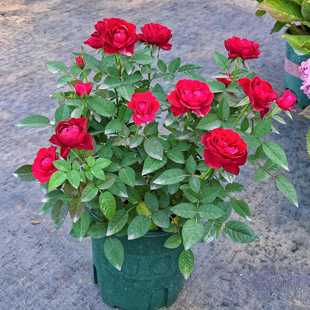 中国红【带花苞发货】月季苗盆栽外阳台开花卉红色月季玫瑰花室内