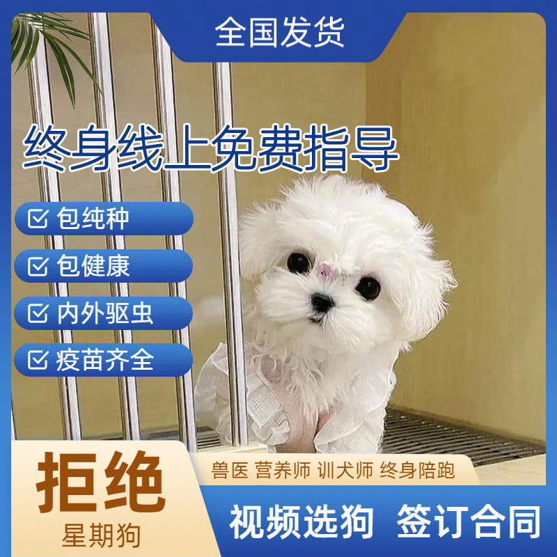 双血统证书玛尔济斯活体宠物狗