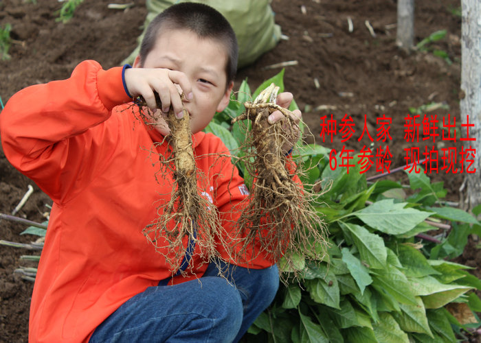 长白山人参鲜参 自家种植6年人参浆足3颗半斤 带土鲜参