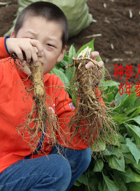 长白山人参鲜参 自家种植6年人参浆足3颗半斤 带土鲜参