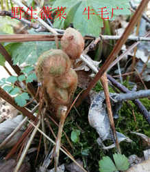 长白山山菜 干山菜 薇菜 牛毛广