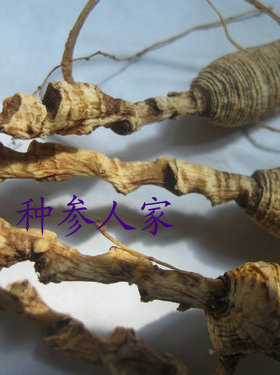 2025年新货 长白山林下参13-15年 残枝  免费打粉 1.5元1克