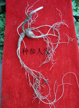 长白山山参 鲜货 30年左右 邻居收购  360元一棵