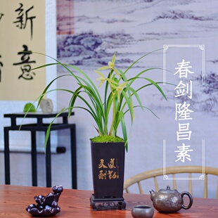 阳台花卉春剑隆昌素名品兰花绿植盆栽带盆兰草送礼佳品